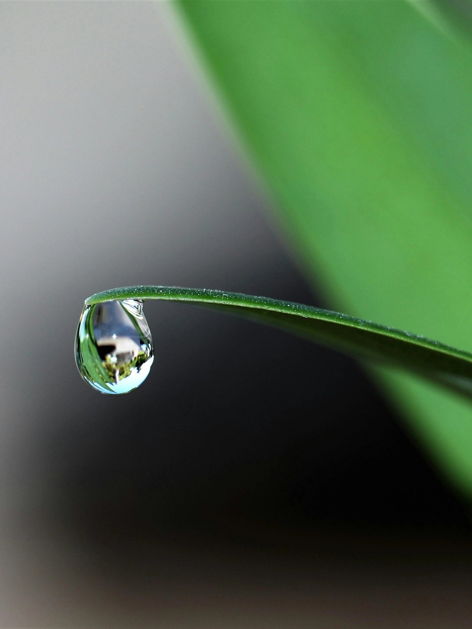 Close-up of a water droplet on a leaf with a blurred background A minimal composition inspired by nature’s simplicity, capturing quiet beauty and emotional clarity – Suvera Self Care